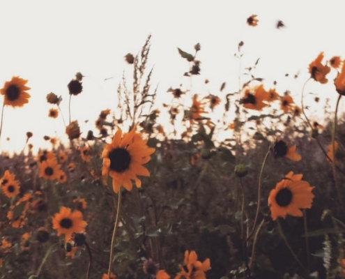 Sunflowers in a field, blowing in the wind with a light white blue sky.