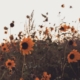 Sunflowers in a field, blowing in the wind with a light white blue sky.