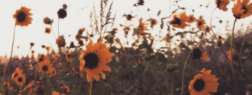 Sunflowers in a field, blowing in the wind with a light white blue sky.