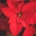 Red Poinsetta flowers