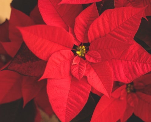 Red Poinsetta flowers