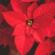 Red Poinsetta flowers