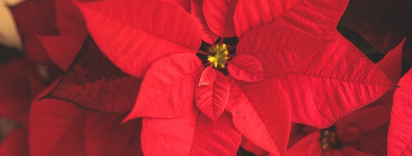 Red Poinsetta flowers