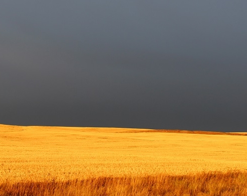 stormy sky over a prairie field. To the right and in the forefront is a road sign that reads "Wrong Way"