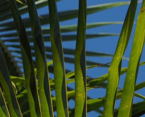 Green palm leaves against a blue sky.