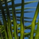 Green palm leaves against a blue sky.