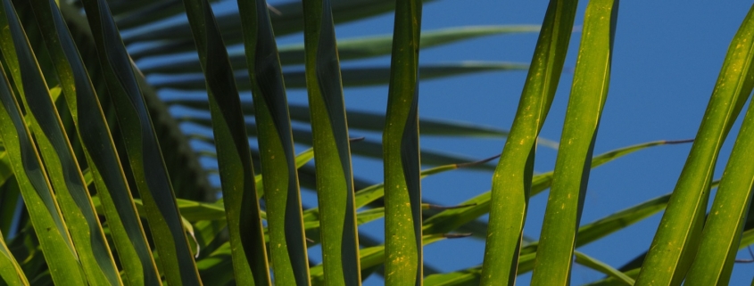 Green palm leaves against a blue sky.