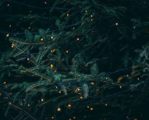 close up of an evergreen tree with white micro lights draped on it.