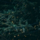 close up of an evergreen tree with white micro lights draped on it.