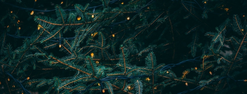 close up of an evergreen tree with white micro lights draped on it.