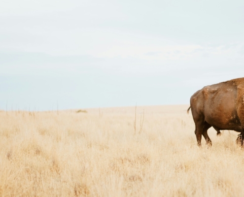 Bison on the plains. blue gray sky