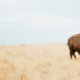 Bison on the plains. blue gray sky