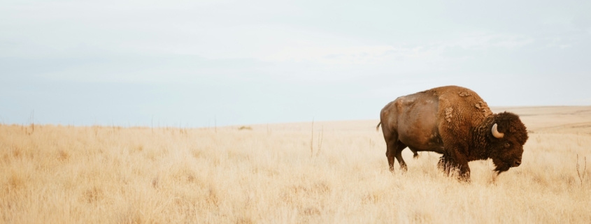 Bison on the plains. blue gray sky