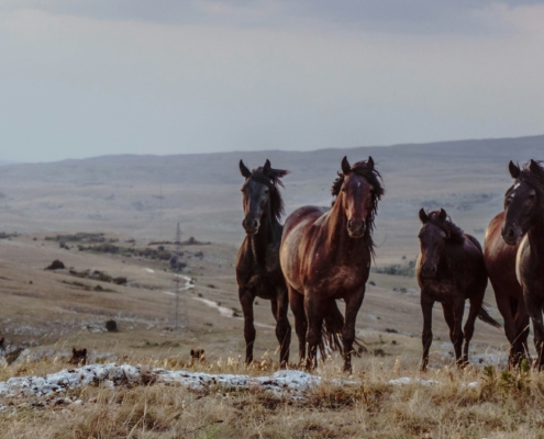 Horses on the plains