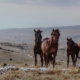Horses on the plains