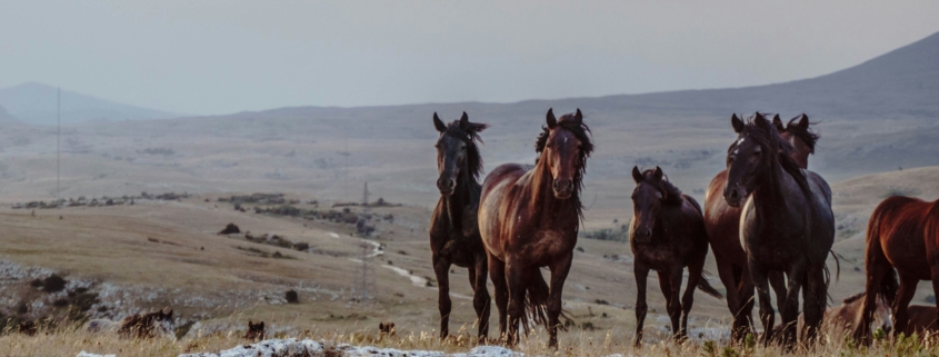 Horses on the plains