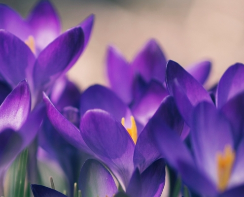 Purple crocuses in the prairie grasses