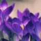 Purple crocuses in the prairie grasses