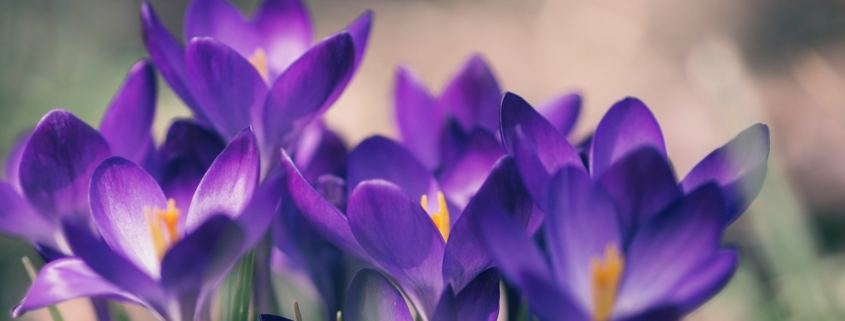 Purple crocuses in the prairie grasses